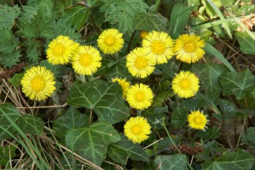 Coltsfoot-flowering