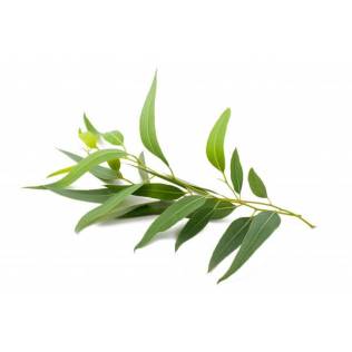 EucalyptusRad