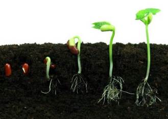 seedtosprout
